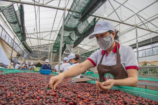 Giá cà phê hôm nay 8/4/2026: Giảm đồng loạt 4000 đồng