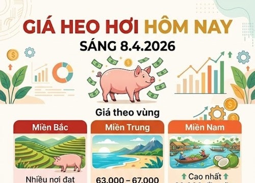 Giá heo hơi ngày 8/4: Miền Nam đạt mốc 69.000 đồng/kg, thị trường duy trì đà tăng