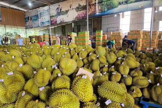 Giá sầu riêng hôm nay 8/4/2026: Duy trì ổn định