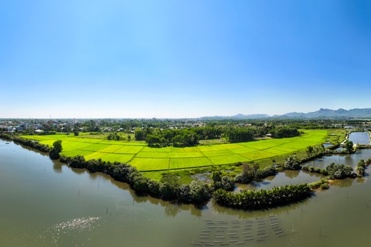 Nông dân Núi Thành hồi sinh những cánh đồng hoang