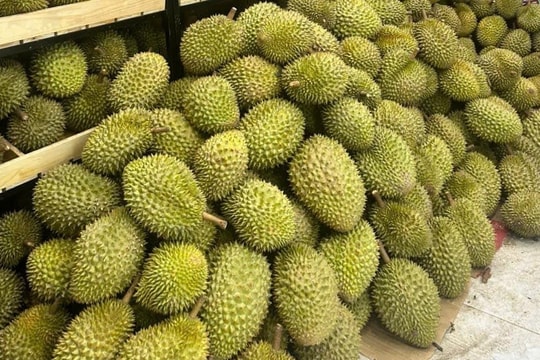 Giá sầu riêng hôm nay 9/4/2026: Ổn định, RI6 từ 52000 đồng