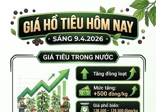 Giá hồ tiêu hôm nay 9/4: Giá trong nước tiến sát mốc 140.000 đồng/kg