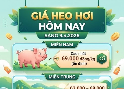 Giá heo hơi hôm nay 9/4: Thị trường duy trì ổn định, miền Nam giữ đỉnh 69.000 đồng/kg