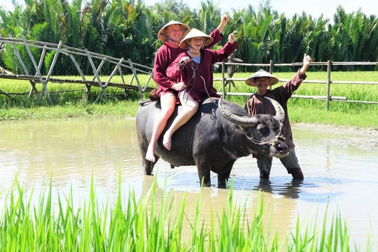 Buffalo riding in Hoi An rice fields captivates visitors