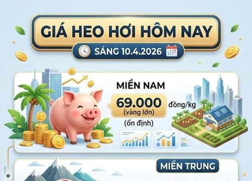 Giá heo hơi ngày 10/4: Miền Nam neo cao ở mức 69.000 đồng/kg