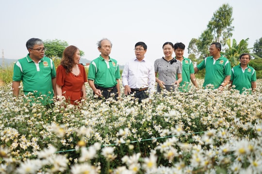 Nông dân An Khê làm đẹp phố thị