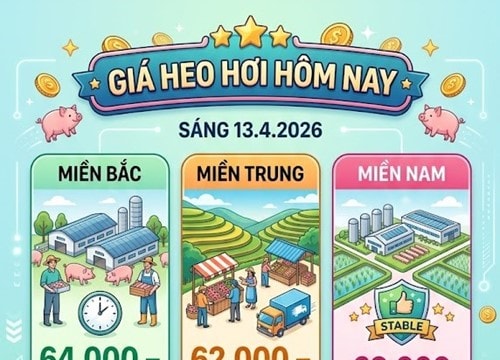Giá heo hơi hôm nay 13/4: Miền Nam neo ở mức 69.000 đồng/kg