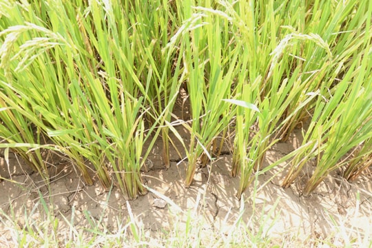 Phường Ngũ Hành Sơn đề nghị ưu tiên nước tưới cho lúa