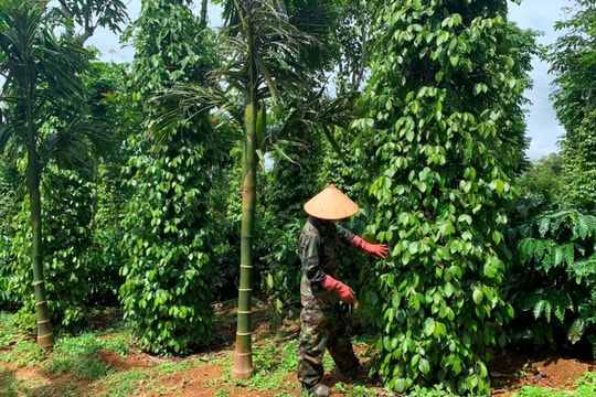 Giá tiêu hôm nay 14/4/2026: Tăng nhẹ 500 đồng tại nhiều địa phương