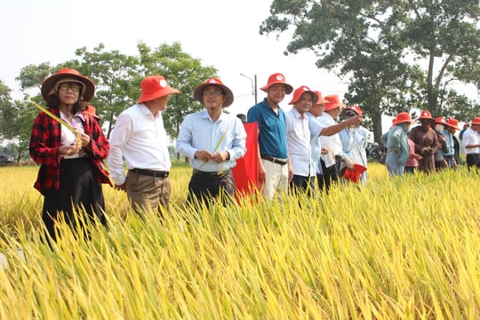 Hợp tác xã đổi mới mô hình hoạt động