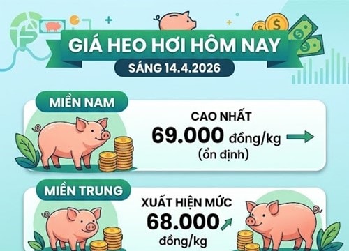 Giá heo hơi hôm nay 14/4: Miền Nam duy trì mốc 69.000 đồng/kg, miền Trung có điểm sáng