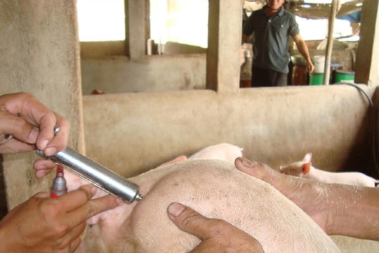 Đà Nẵng thí điểm tiêm vắc-xin phòng dịch tả lợn châu Phi tại 10 xã, phường