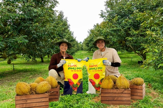 Giá phân bón hôm nay 15/4/2026: Ba phiên liên tiếp đi ngang