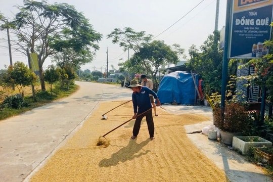 Xử lý nghiêm tình trạng phơi lúa mất an toàn giao thông
