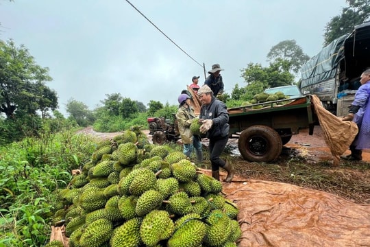Giá sầu riêng hôm nay 15/4/2026: Giá sầu riêng RI6 và Thái ổn định