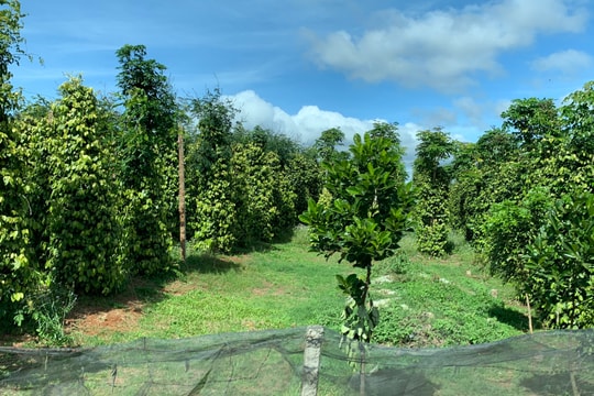 Giá tiêu hôm nay 16/4/2026: Tiếp tục đạt 141.000 đồng/kg