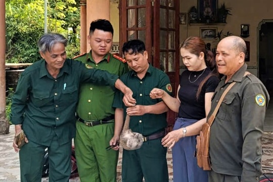 Thả một cá thể tê tê quý hiếm về tự nhiên