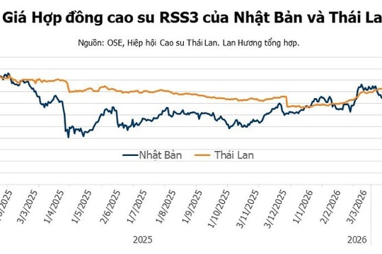Giá cao su ngày 17/04/2026: Phục hồi đồng loạt tại các sàn giao dịch lớn