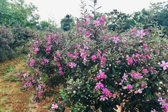 Hoài niệm sim