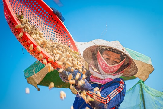 Niềm vui mùa đậu phụng