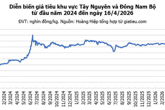 Giá hạt tiêu ngày 16/4/2026: Tăng phiên thứ ba liên tiếp lên mức 141.000 đồng/kg