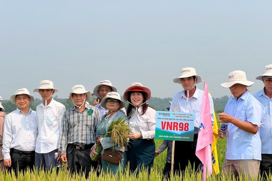 Giống lúa VNR98 cho năng suất cao