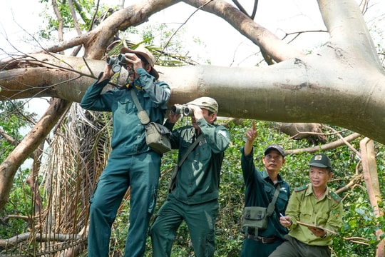 Giải pháp bảo tồn voọc chà vá chân xám ở Tam Mỹ