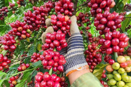 Giá cà phê hôm nay 21/4/2026: Tây Nguyên tăng mạnh