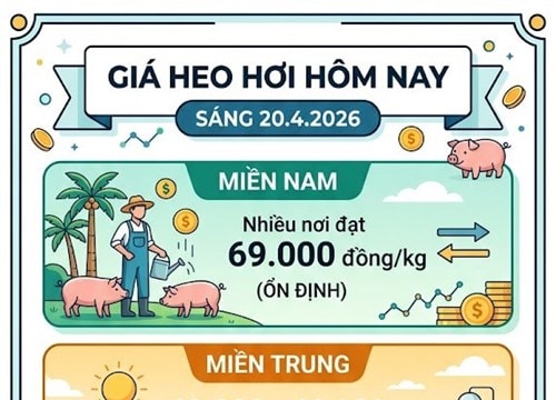 Giá heo hơi hôm nay 20/4: Hưng Yên đạt đỉnh 66.000 đồng/kg, miền Nam giữ mốc 69.000 đồng/kg