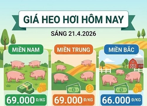 Giá heo hơi ngày 21/4: Miền Trung chạm mốc 69.000 đồng/kg, thị trường giữ đà tăng