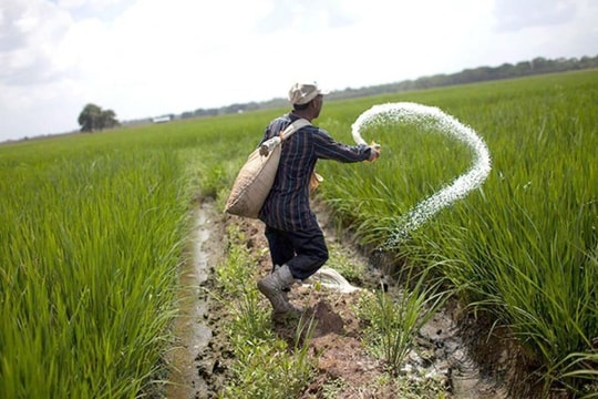 Giá phân bón hôm nay 22/4/2026: Ổn định toàn thị trường