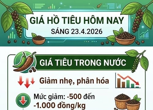 Giá tiêu hôm nay 23/4: Thị trường đảo chiều giảm xuống 140.000 đồng/kg
