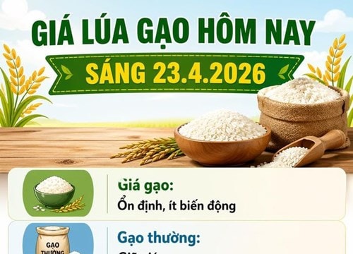 Thị trường lúa gạo ngày 23/4: Giá lúa tăng nhẹ, mặt bằng giá gạo duy trì ổn định