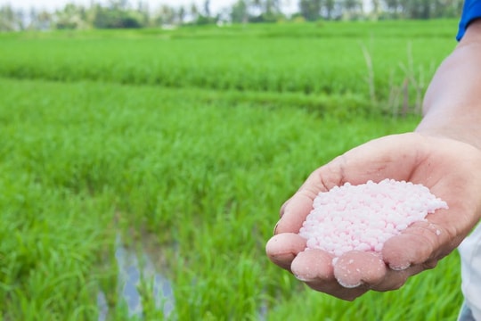 Giá phân bón hôm nay 24/4/2026: Ure 675.000 đồng/bao