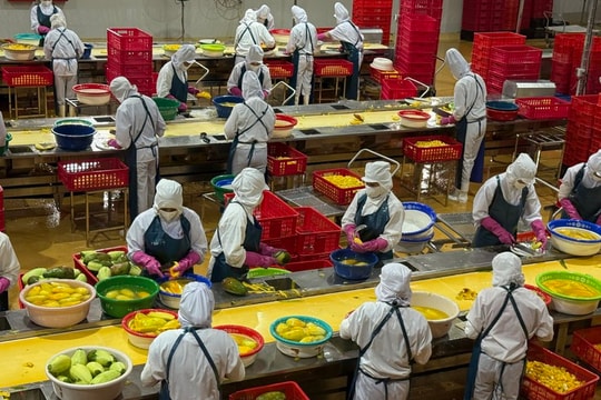 Nông nghiệp quý I/2026: Kim ngạch xuất khẩu 16,69 tỷ USD và áp lực chuyển đổi giá trị