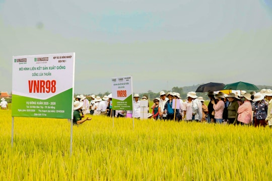 VNR98 - giống lúa triển vọng, thích ứng biến đổi khí hậu