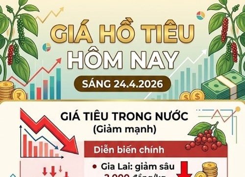 Giá tiêu hôm nay 24/4: Giảm sâu nhất 2.000 đồng/kg, nguồn cung vụ 2026 dự báo giảm 20%