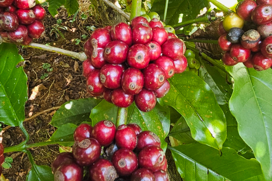 Giá cà phê hôm nay 28/4/2026: Trong nước giảm 1.000 đồng/kg