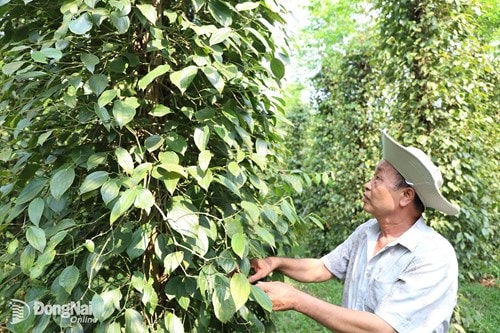 Đồng Nai phát triển gần 19.400 hécta nông nghiệp hữu cơ theo chuỗi liên kết