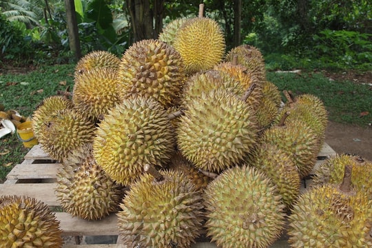 Giá sầu riêng hôm nay 28/4/2026: Ri6 xuống thấp, Musang King giữ giá cao