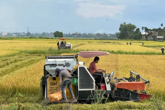 Lúa đông xuân được mùa, giá bán thấp