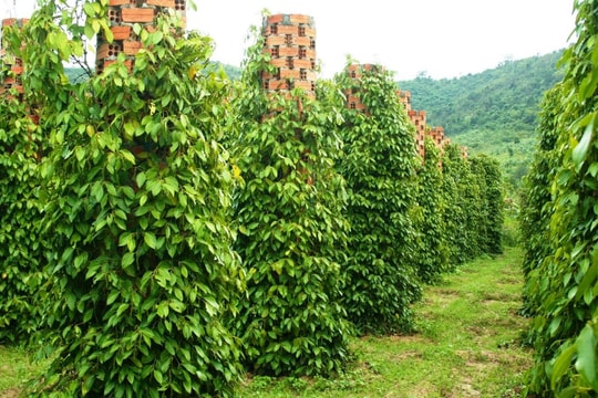 Giá tiêu hôm nay 29/4: Tăng nhẹ lên 140.300 đồng/kg