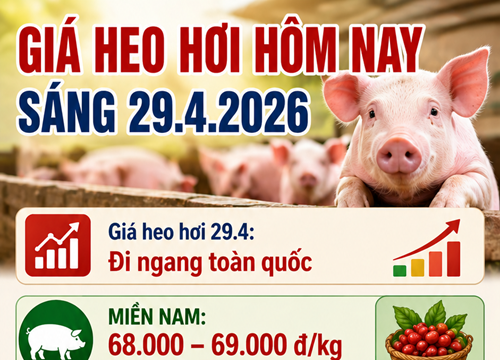 Giá heo hơi ngày 29/4: Miền Nam và Lâm Đồng neo ở mức cao 69.000 đồng/kg