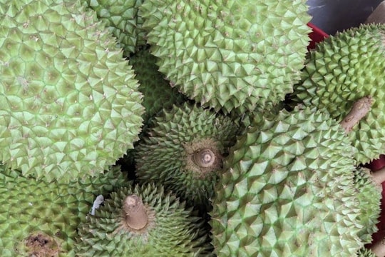 Giá sầu riêng hôm nay 29/4: Đi ngang, RI6 55.000đ/kg