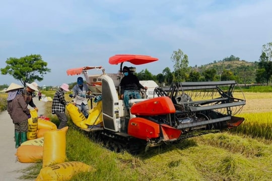 Năng suất lúa vụ đông xuân của xã Duy Xuyên đạt 65 tạ/ha