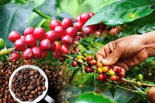 Giá cà phê hôm nay 4/5/2026: Tăng nhẹ 100 đồng/kg