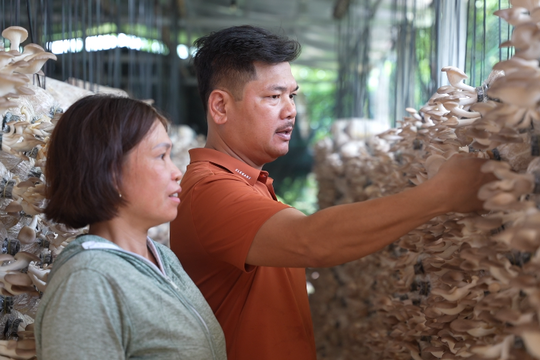 Làm giàu từ mô hình trồng nấm dược liệu