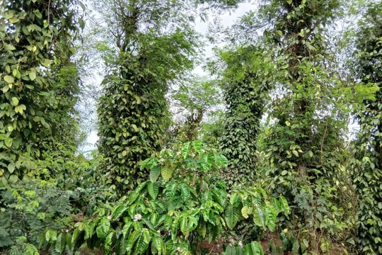 Giá tiêu hôm nay 6/5/2026 đi ngang, trung bình 142.500 đồng