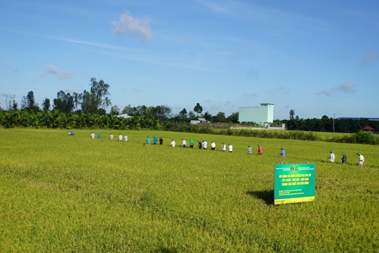 Giá phân bón hôm nay 8/5/2026: DAP Nga vượt 1,27 triệu/bao