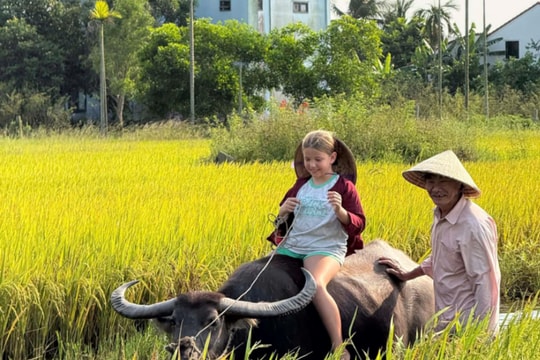 Sướng như... trâu
